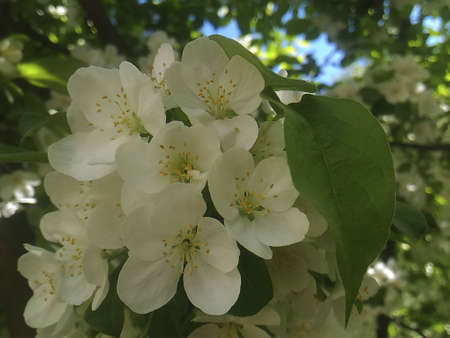 white pear blossoms on a sunny summer day in the parkの写真素材