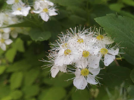 spirea flowers white sunny summer day in the gardenの写真素材