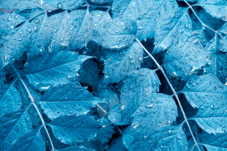 Light Blue wet leaves with raindrops. Blue organic background. Freshness summer backdrop. Selective...