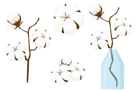 cotton set single on branch in vaseのイラスト素材
