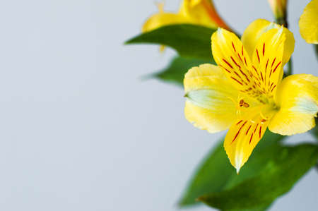 flowers yellow background minimalism women's holiday gift postcard poster colorの写真素材