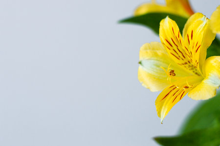 flowers yellow background minimalism women's holiday gift postcard poster colorの写真素材