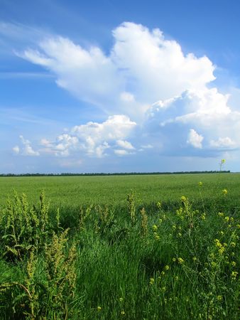 Field and open space.の写真素材