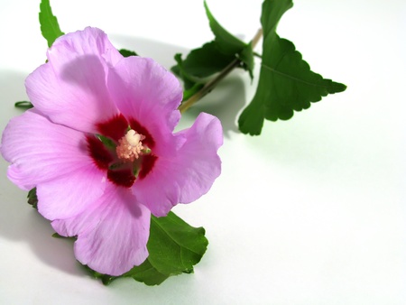 rozovo-lilac flower isolated on a white backgroundの写真素材