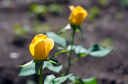 A lovely yellow rose growing on the bush. の写真素材