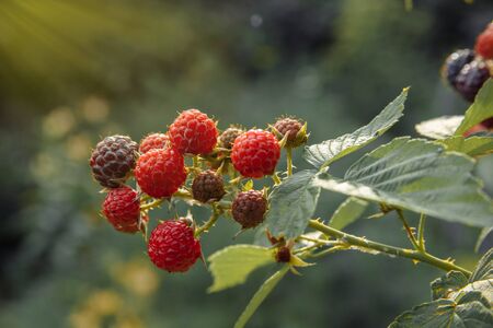 Berries ripe red and black raspberries on a branch with green leaves in the garden close up with yellow rays of sunlight from the leftの写真素材