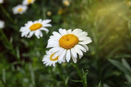 A large shrub with flowers of white, large daisies with yellow middle and green leaves with yellow, transparent rays of the sun on the rightの写真素材