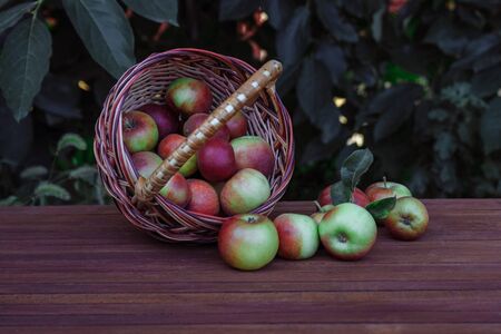 A wicker basket lies on a wooden table with ripe red and green apples and apples are scattered on a wooden brown table in the garden against a background of trees with green leavesの写真素材