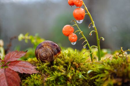 A large brown snail sleeps in its home on its back on green moss next to red Lily of the valley berries with raindrops and fallen leaves close upの写真素材