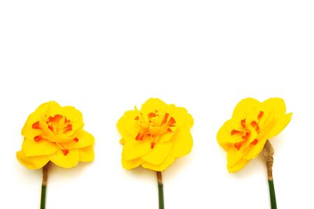 A bouquet of three yellow daffodils with orange centers on a white isolated background with an empty space for textの写真素材
