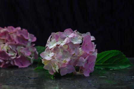 pink-yellow hydrangea flowers with green leaves on a glass table with water drops and on a black backgroundの写真素材