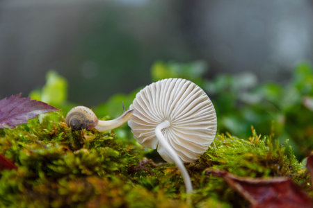 A small light snail crawls to an edible white mushroom on green moss in the forest close upの写真素材