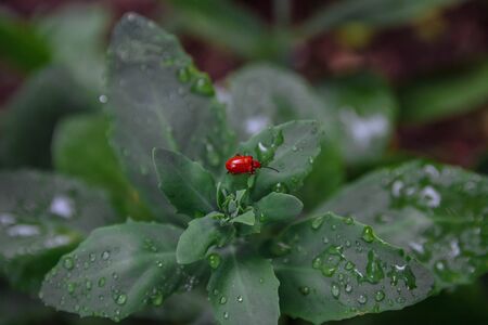 Bright, red beetle, fire beetle sitting on green leaves of undisturbed flowers with water drops close upの写真素材