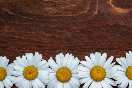 White Daisy flower frame with yellow center on brown wooden background with empty space for text top view, greeting card conceptの写真素材