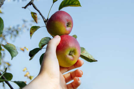 A woman's hand plucks red-green apples from a branch on a tree with green leaves against a blue sky with an empty space for text, harvest coception, gardening and agricultureの写真素材