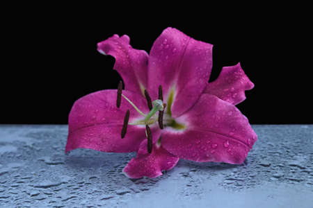 Pink Lily flower with water drops on glass table close-up and on black background, cover concept, design, greeting card, gardening, soft selected focus, blurredの写真素材