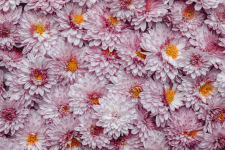 Background of delicate pink chrysanthemum flowers with yellow centers close-up top view, flat composition, greeting card concept, decoration, cover design element, packaging paperの写真素材
