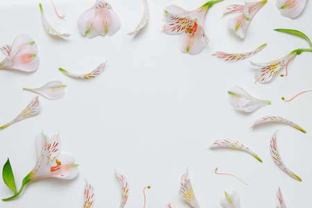 Frame of pink Alstroemeria flowers, petals and green leaves on a white isolated background top view, flat composition, with empty space for text, label design concept, greeting card, delicate careの写真素材
