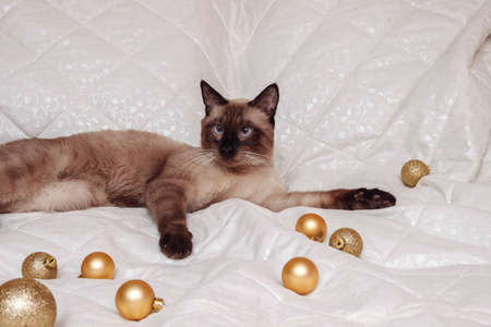 Siamese cat with blue eyes lies on a white bedspread with gold frosted and shiny Christmas balls with an empty space for text from the right, new year's concept, decorate the Christmas tree, petの写真素材