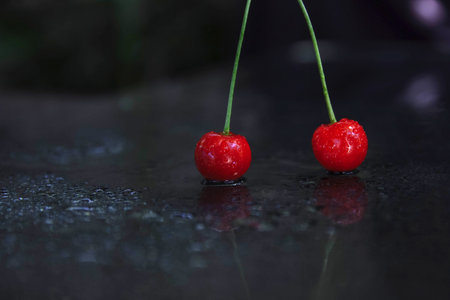two ripe cherries on a green twig with water drops on a dark background close-up with empty space for text, cover concept, ingredients, dessert and liqueur preparation, cover and greeting card, labelの写真素材