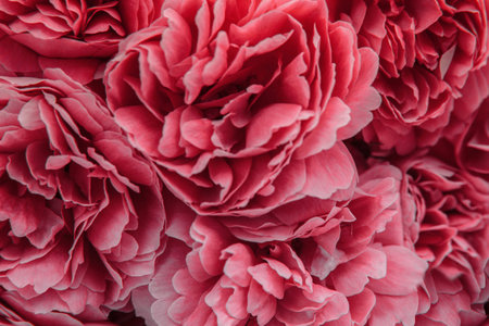 Pink rose petal background close-up with soft selected focus, blurred, art, greeting card concept,...