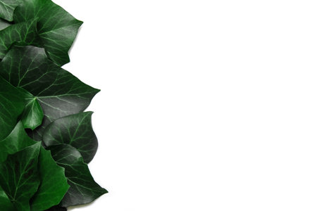Green ivy leaves lie vertically in close-up on white isolated background with blank space for text, advertising design template concept, cosmetics and medicine, natural products and eco-friendlyの写真素材