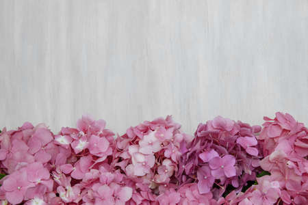 Pink hydrangea flowers on a white wooden background close-up, greeting card concept, women's day March 8 and birthday, cover design template, copy spaceの写真素材