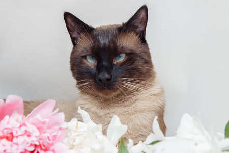 Portrait of Siamese cat with blue eyes closeup on white background with white and pink peony flowers, greeting card template concept, pedigreed pet, feeding and care, advertising products for kittensの写真素材