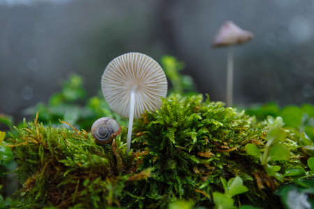 A small white snail, shell next to toadstool mushroom and green moss in forest on blurred background and with selected focus, with filma effect and grain, concept of macro world, flora and faunaの写真素材