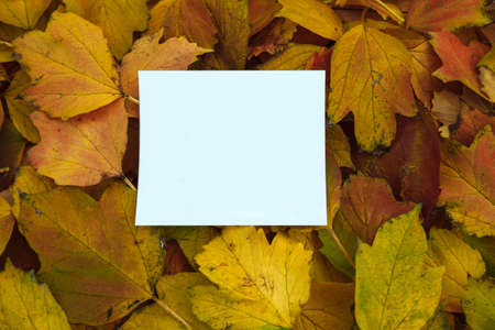 White empty paper postcard with an empty space for text, copyspace, on a background of yellow and red autumn leaves, flat lay, greeting card concept, cover design, October advertisingの写真素材