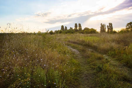 Summer landscape with sunset and sun, blue sky and clouds, trees, a rural road and tall grass, the concept of hope, covers, travel in Russia and Europe, out of focus, with grain and noise.の写真素材