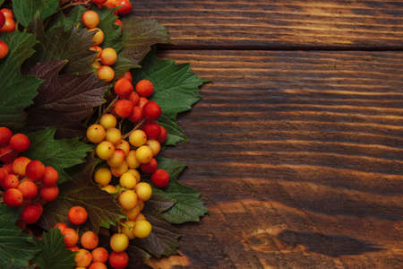 Red - yellow viburnum and rowan berries with green autumn leaves on brown wooden background with empty space for text, copy space, flat lay, greeting card concept, cover, organic products advertisingの写真素材