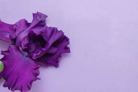 Purple iris flower close-up on a lilac background with an empty space for text, copy space, flat lay, greeting card concept, cover design and ads, product advertisingの写真素材
