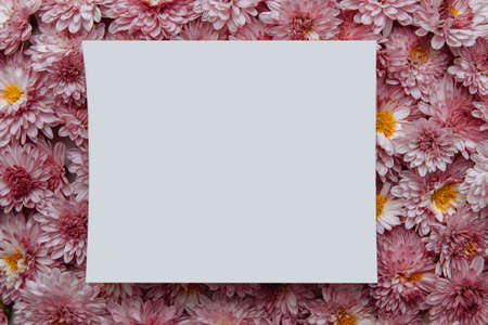 White paper card on background of pink chrysanthemum flowers close-up with empty space for text, copy space, flat lay, concept of product announcement and advertising, greeting cards, cover designの写真素材