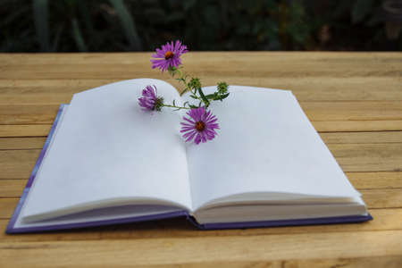 An open book with a pink daisy flower on a wooden table in the garden close-up with empty white pages close-up, copy space, the concept of a note and a list, vacation, reading novels on weekendsの写真素材