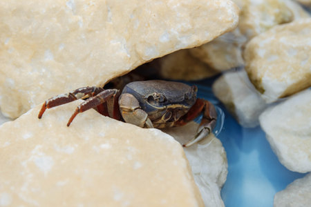 Crab close-up in the water and on yellow rocks on the beach, nature conservation concept, environmentの写真素材