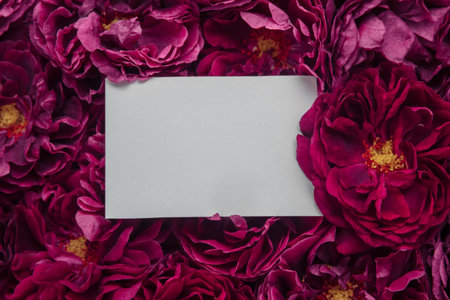 White paper postcard on a background of red rose flowers close-up with an empty space for text, copy...