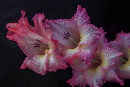 pink gladiolus flowers close-up with water drops on a black background, greeting card concept, cover design element, women's day and birthdayの写真素材