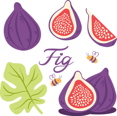 Fig vector set with fruits, slice, leaf and bees, organic food collection isolated on white