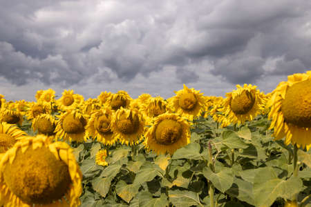 image close-up of a field of a blooming sunflowerの写真素材