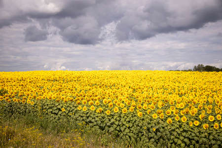 a large field of flowering sunflowerの写真素材