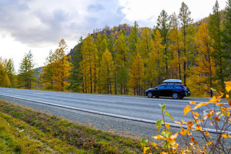 Travel by car, tourism in Russia, auto tourism, tours. Picturesque mountain peaks, autumn trees in golden foliage, blue sky. Altai Republic, 26.09.2020 KiA seed swのeditorial素材