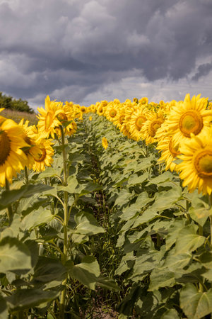 Large blooming sunflowers against a blue sky with white cloudsの写真素材