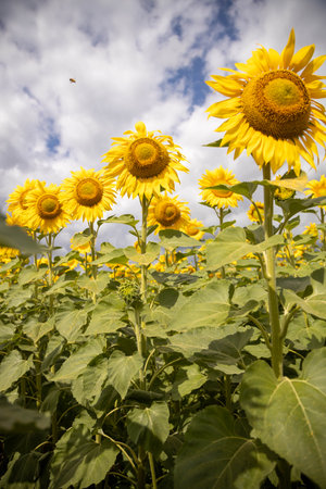 Large blooming sunflowers against a blue sky with white cloudsの写真素材