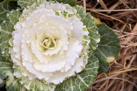 ornamental plant cabbage blue leaves flower decorationの写真素材