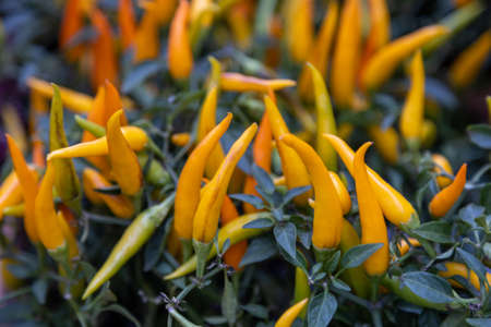 bouquet of yellow capsicum decorative in a potの写真素材