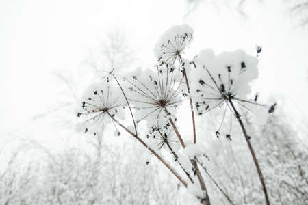 snow bush dill on the background of a snow-covered forest snow capの写真素材