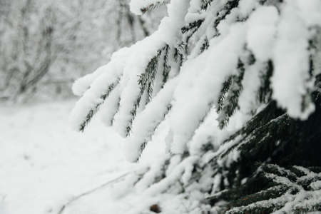snow bush dill on the background of a snow-covered forest snow capの写真素材