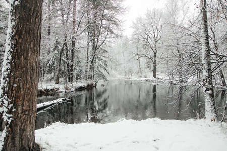 winter landscape of forests and lakes, a light layer of ice on the water, the ducks did not fly awayの写真素材
