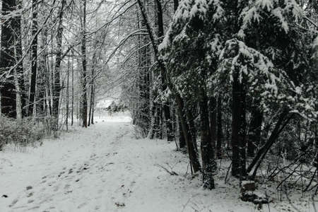 winter landscape park forests alleys, snow-covered treesの写真素材